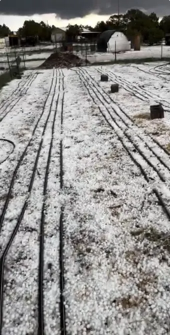 Hail across the farm rows under a storm sky