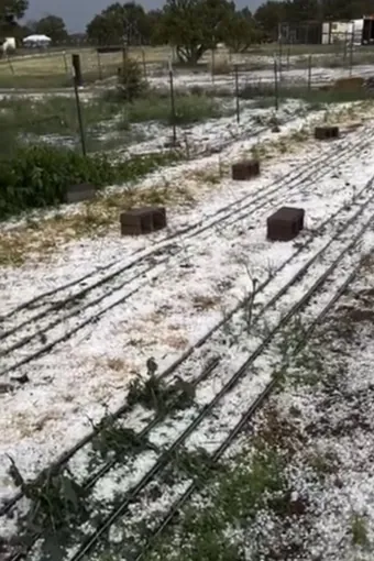 Hail damage to the crops